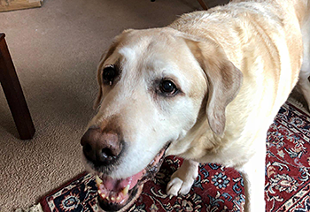 On his thirteenth birthday, a distinguished Galahad hangs out on the red carpet in Pat's living room. The shot is taken from above and Galahad has his mouth partly open.