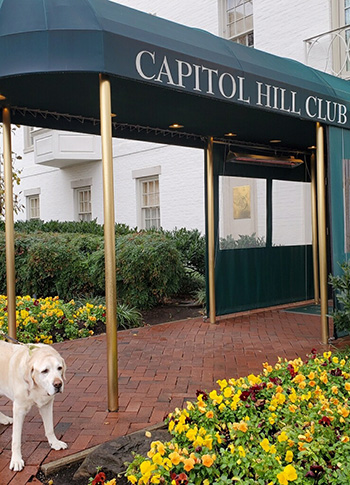 Galahad stands in front of the green awning of the Capitol Hill Club during one of his stays. Bright yellow and dark red flowers line the brick walkway to the club.