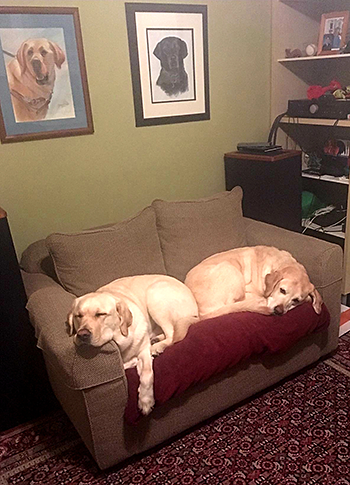 Hogan snuggles with Galahad on his small beige sofa in their house on Capitol Hill. The portraits in the background feature Galahad and Pepe, Pat's second dog, a black lab. Photo by Pat with assistance from AIRA.