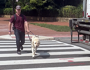 Pat and Hogan briskly cross the street. The back end of a truck can be seen stopped just beyond the crosswalk. Hogan looks very focused on his guide dog work. Pat wears a maroon t-shirt, dark blue jeans, and black baseball hat.